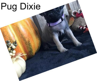 Pug Dixie