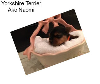 Yorkshire Terrier Akc Naomi