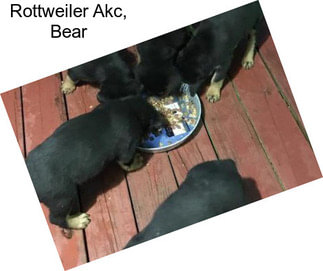 Rottweiler Akc, Bear