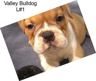 Valley Bulldog L#1