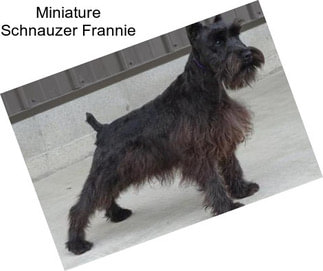 Miniature Schnauzer Frannie