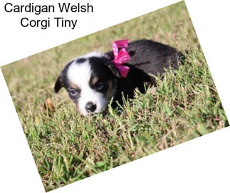 Cardigan Welsh Corgi Tiny