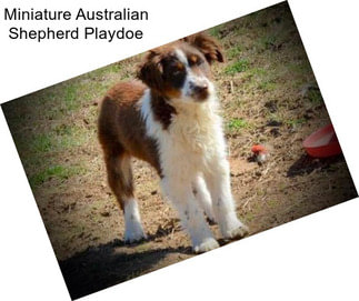 Miniature Australian Shepherd Playdoe