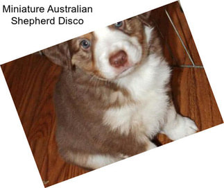 Miniature Australian Shepherd Disco