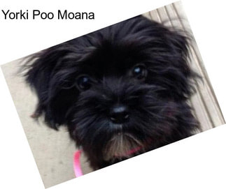 Yorki Poo Moana