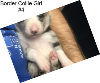 Border Collie Girl #4