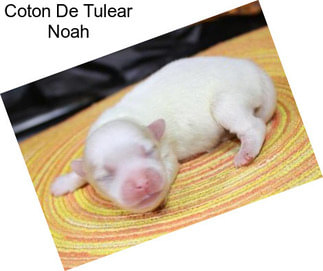 Coton De Tulear Noah