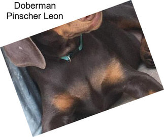 Doberman Pinscher Leon