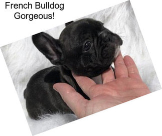 French Bulldog Gorgeous!