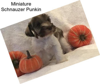 Miniature Schnauzer Punkin