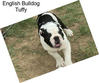 English Bulldog Tuffy