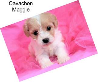 Cavachon Maggie