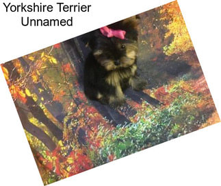 Yorkshire Terrier Unnamed