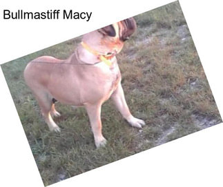 Bullmastiff Macy