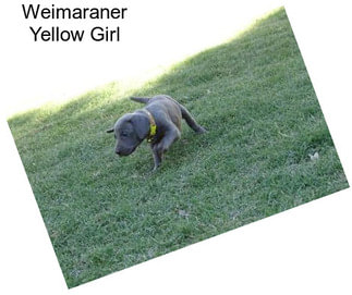 Weimaraner Yellow Girl