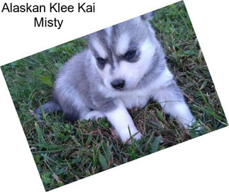 Companion Dogs Alaskan Klee Kai For Sale In United States Agriseek Com