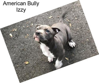 American Bully Izzy