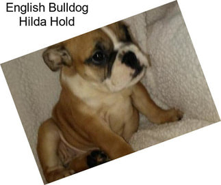 English Bulldog Hilda Hold