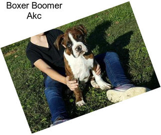 Boxer Boomer Akc