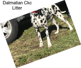 Dalmatian Ckc Litter