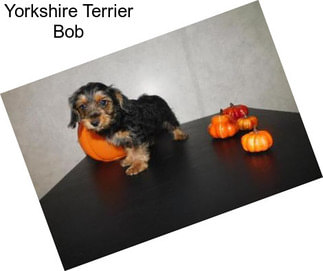 Yorkshire Terrier Bob