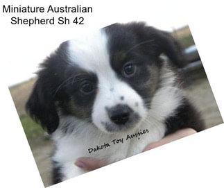 Miniature Australian Shepherd Sh 42