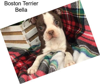 Boston Terrier Bella