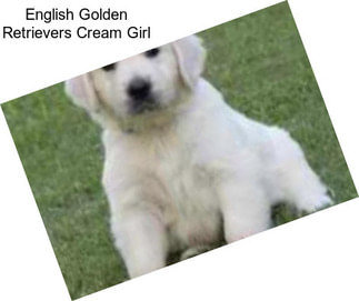 English Golden Retrievers Cream Girl