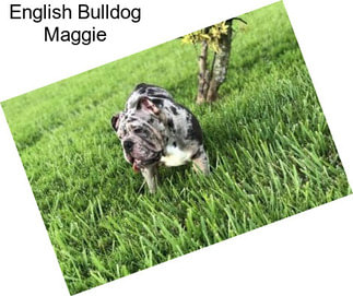 English Bulldog Maggie