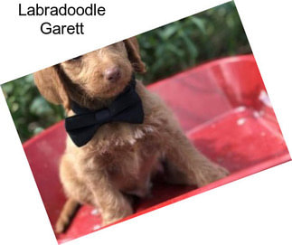 Labradoodle Garett