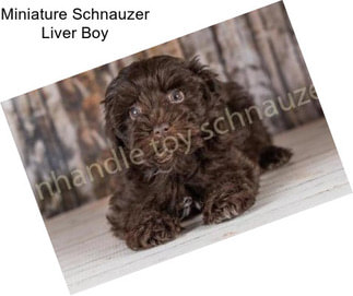 Miniature Schnauzer Liver Boy