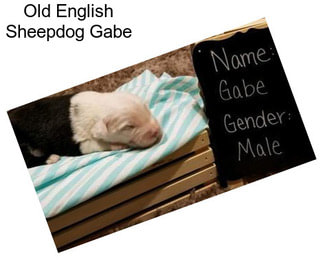 Old English Sheepdog Gabe