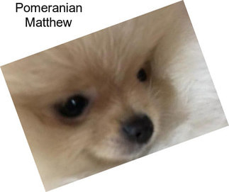 Pomeranian Matthew