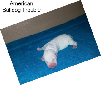 American Bulldog Trouble