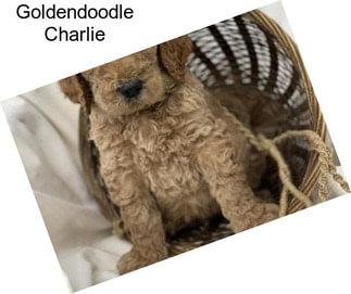 Goldendoodle Charlie