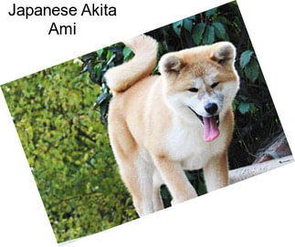Japanese Akita Ami