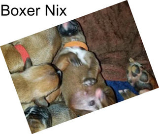 Boxer Nix