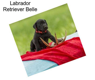 Labrador Retriever Belle