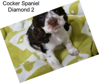 Cocker Spaniel Diamond 2