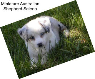 Miniature Australian Shepherd Selena