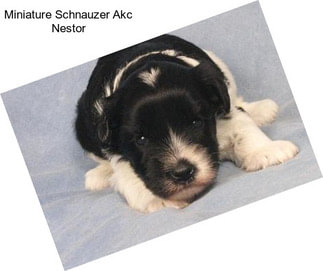 Miniature Schnauzer Akc Nestor