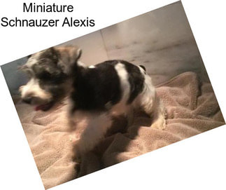 Miniature Schnauzer Alexis