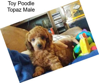 Toy Poodle Topaz Male