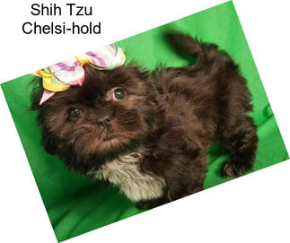 Shih Tzu Chelsi-hold