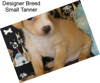 Designer Breed Small Tanner