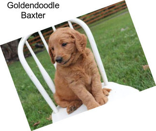 Goldendoodle Baxter