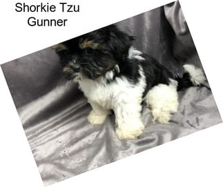 Shorkie Tzu Gunner