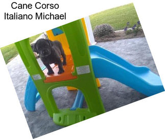 Cane Corso Italiano Michael