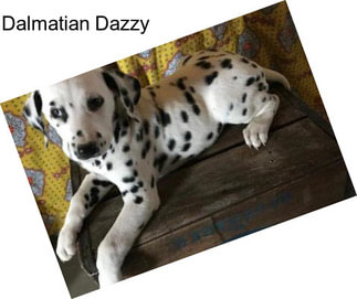 Dalmatian Dazzy