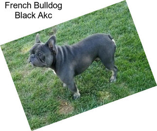 French Bulldog Black Akc